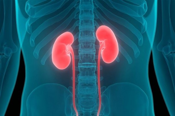 Foto - Böbrekleri koruyan 14 besin