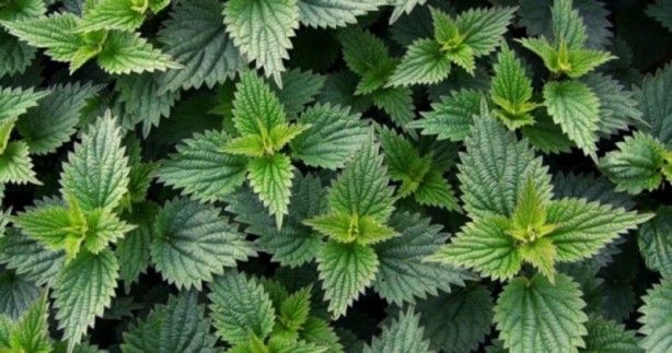 Foto - Böbrekleri koruyan 14 besin