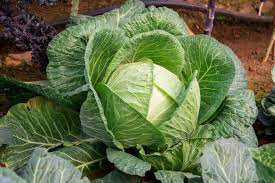 Foto - Böbreklerinize zarar veren 7 yaygın alışkanlık! Karışımı yapanlar tesiri hemen hisseti... İbrahim Saraçoğlu paylaştı