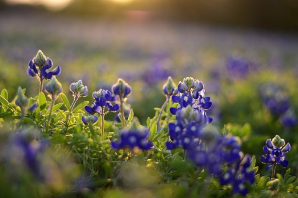 Foto - Böcek ve sivrisinekleri uzak tutan 7 bitki
