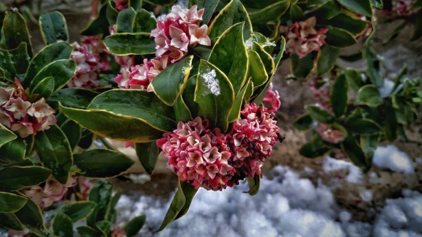 Foto - Böcek ve sivrisinekleri uzak tutan 7 bitki
