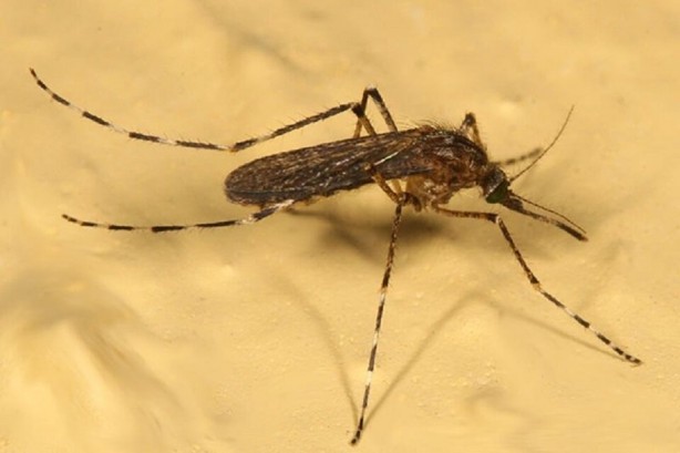 Böcek ve sivrisinekleri uzak tutan 7 bitki