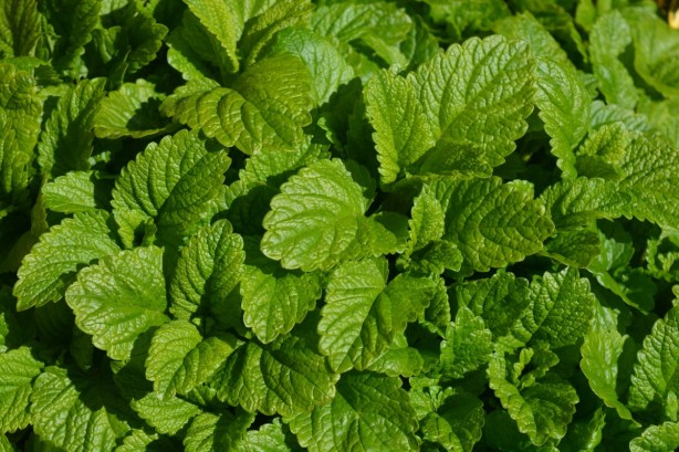 Foto - Böcek ve sivrisinekleri uzak tutan 7 bitki