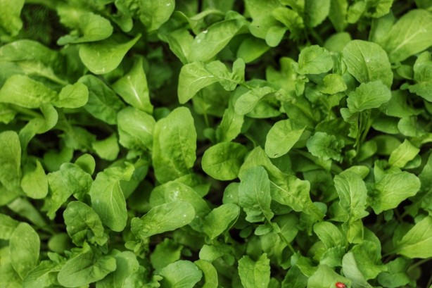 Foto - Böcek ve sivrisinekleri uzak tutan 7 bitki