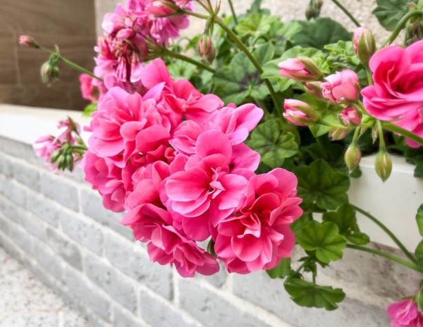 Foto - Böcek ve sivrisinekleri uzak tutan 7 bitki