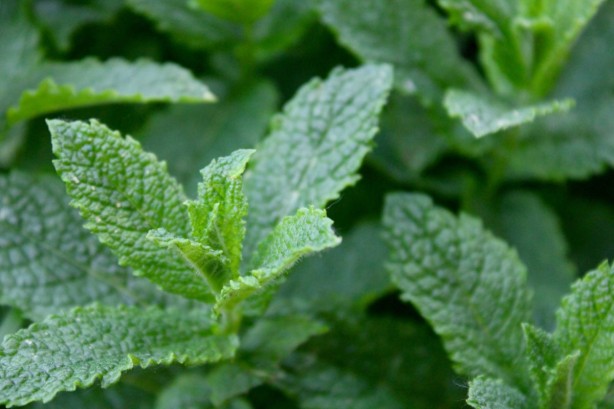 Foto - Böcek ve sivrisinekleri uzak tutan 7 bitki