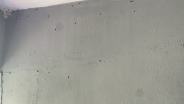 Böcekler evlere kadar istila etti! Köylü teyakkuza geçti