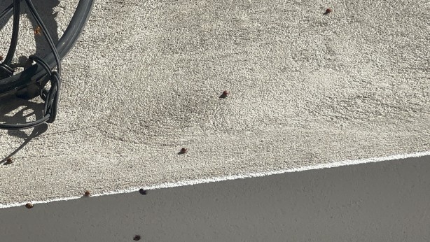 Foto - Böcekler evlere kadar istila etti! Köylü teyakkuza geçti