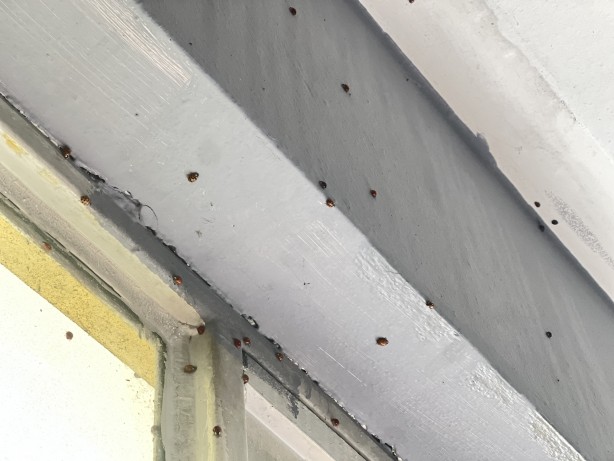 Foto - Böcekler evlere kadar istila etti! Köylü teyakkuza geçti