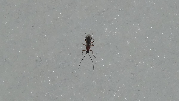 Foto - Böceklerin kar üzerinde zorlu yolculuğu