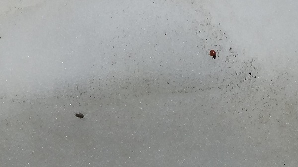 Foto - Böceklerin kar üzerinde zorlu yolculuğu