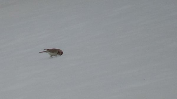 Foto - Böceklerin kar üzerinde zorlu yolculuğu