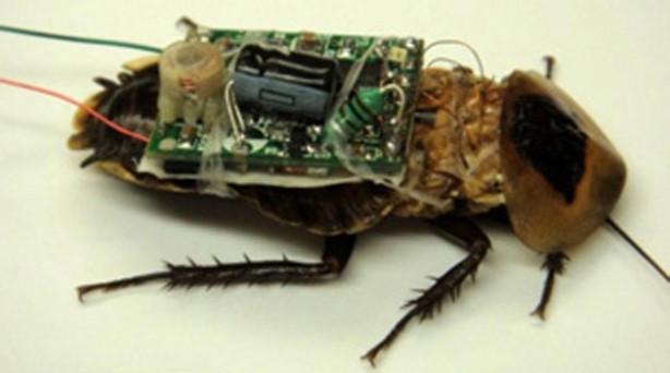 Foto - Böceklerin üzerine yerleştirdiler! Dünyaya salacaklar