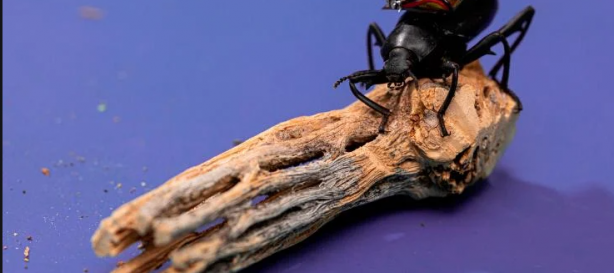 Foto - Böceklerin üzerine yerleştirdiler! Dünyaya salacaklar