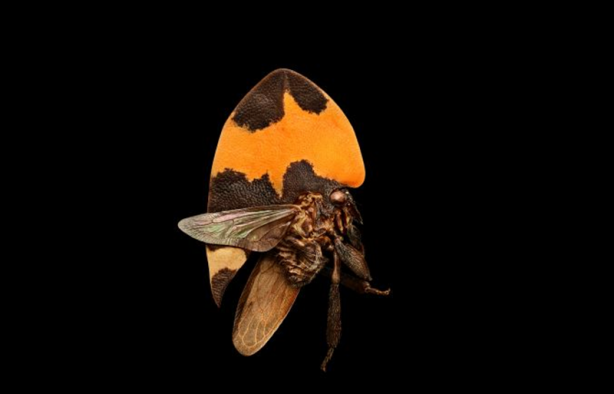 Foto - Böceklerin yüksek çözünürlüklü etkileyici fotoğrafları