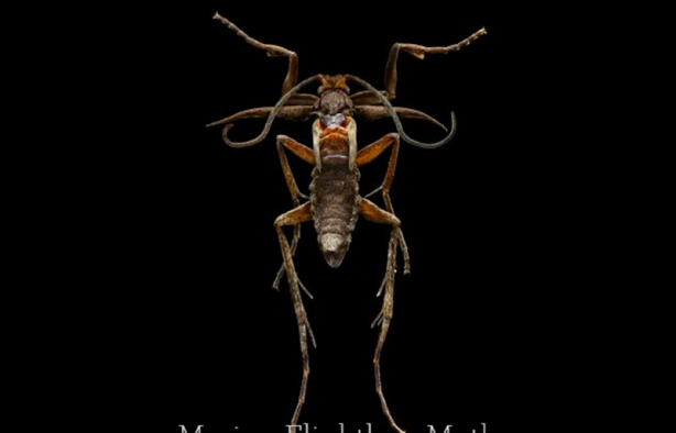 Foto - Böceklerin yüksek çözünürlüklü etkileyici fotoğrafları