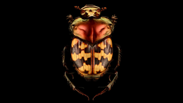 Foto - Böceklerin yüksek çözünürlüklü etkileyici fotoğrafları