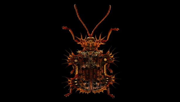 Foto - Böceklerin yüksek çözünürlüklü etkileyici fotoğrafları