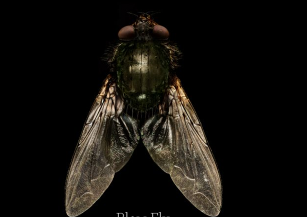 Foto - Böceklerin yüksek çözünürlüklü etkileyici fotoğrafları