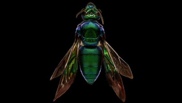 Foto - Böceklerin yüksek çözünürlüklü etkileyici fotoğrafları