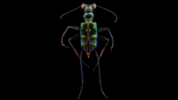 Foto - Böceklerin yüksek çözünürlüklü etkileyici fotoğrafları