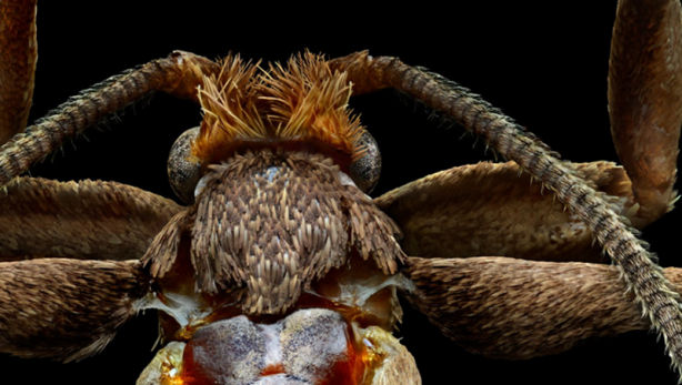 Foto - Böceklerin yüksek çözünürlüklü etkileyici fotoğrafları