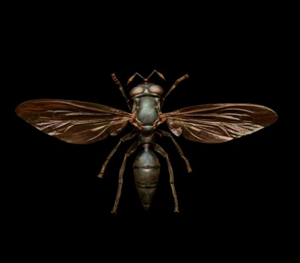 Foto - Böceklerin yüksek çözünürlüklü etkileyici fotoğrafları