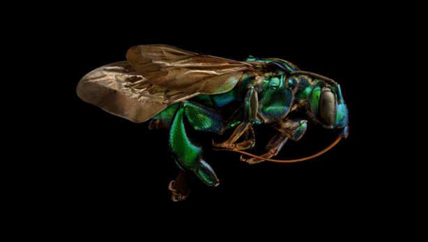 Foto - Böceklerin yüksek çözünürlüklü etkileyici fotoğrafları