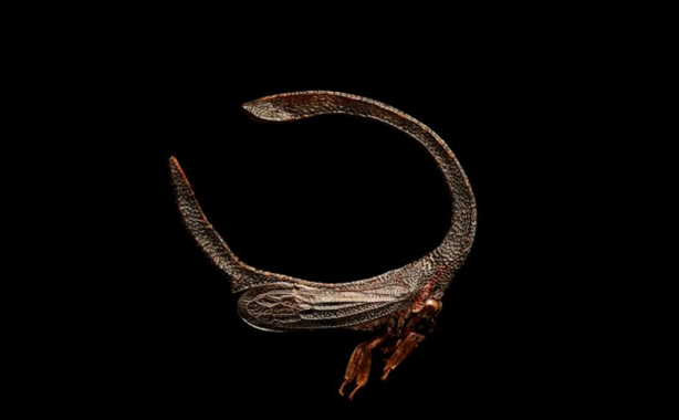 Foto - Böceklerin yüksek çözünürlüklü etkileyici fotoğrafları