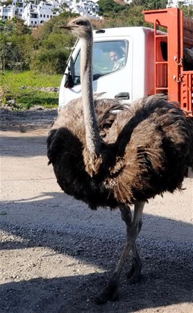 Foto - Bodrum yollarında deve kuşu şaşkınlığı