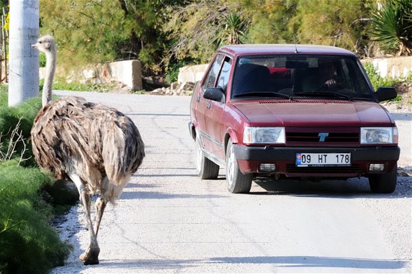 Foto - Bodrum yollarında deve kuşu şaşkınlığı