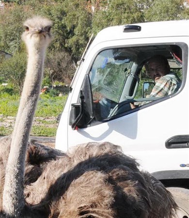 Foto - Bodrum yollarında deve kuşu şaşkınlığı