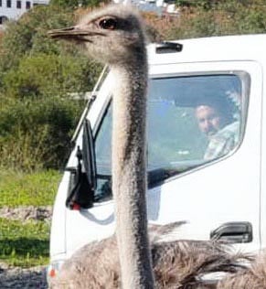 Foto - Bodrum yollarında deve kuşu şaşkınlığı
