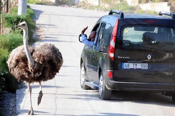 Foto - Bodrum yollarında deve kuşu şaşkınlığı