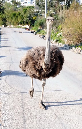 Foto - Bodrum yollarında deve kuşu şaşkınlığı