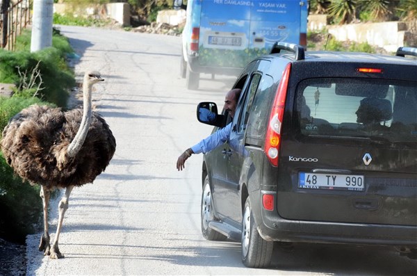 Foto - Bodrum yollarında deve kuşu şaşkınlığı