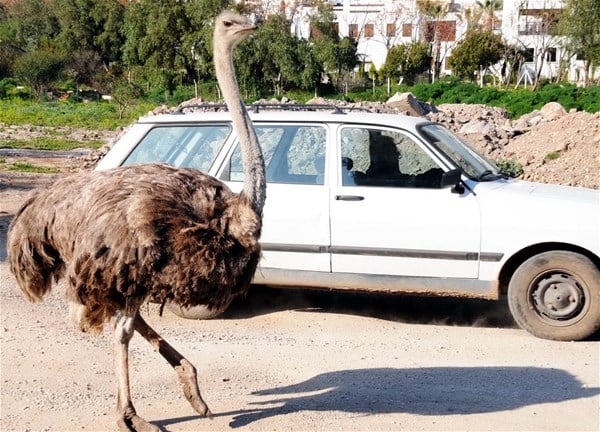 Foto - Bodrum yollarında deve kuşu şaşkınlığı