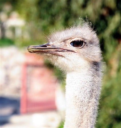 Foto - Bodrum yollarında deve kuşu şaşkınlığı