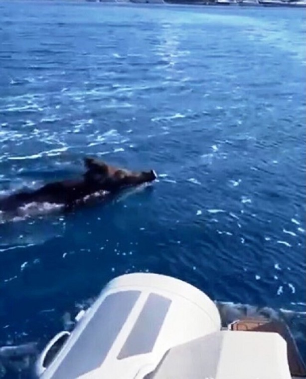 Foto - Bodrum'da görüldü! Önce balık sandılar gerçek ortaya çıkınca kimse inanamadı
