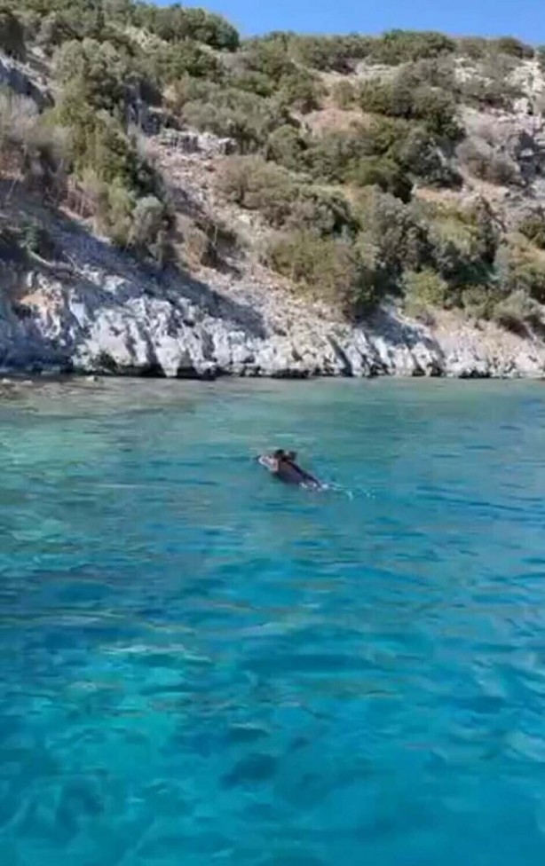 Foto - Bodrum'da görüldü! Önce balık sandılar gerçek ortaya çıkınca kimse inanamadı