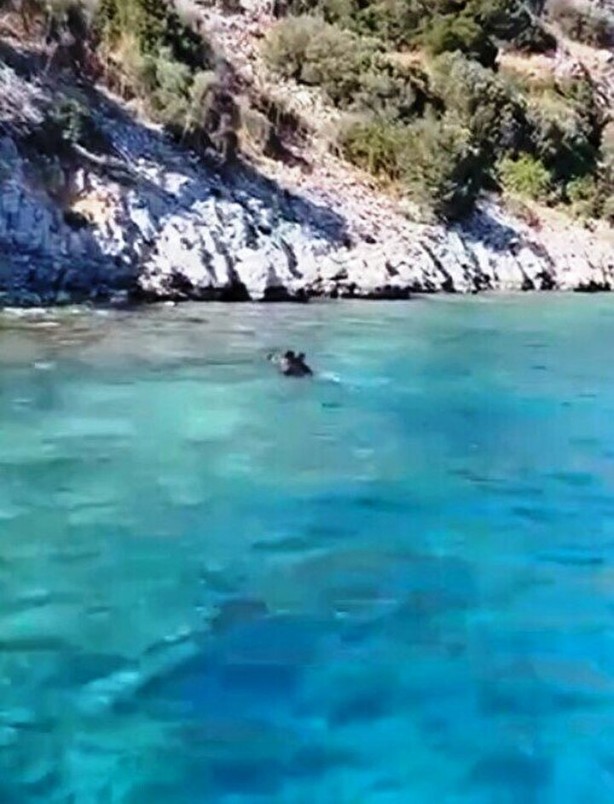 Foto - Bodrum'da görüldü! Önce balık sandılar gerçek ortaya çıkınca kimse inanamadı