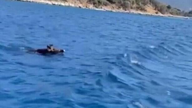 Bodrum'da görüldü! Önce balık sandılar gerçek ortaya çıkınca kimse inanamadı