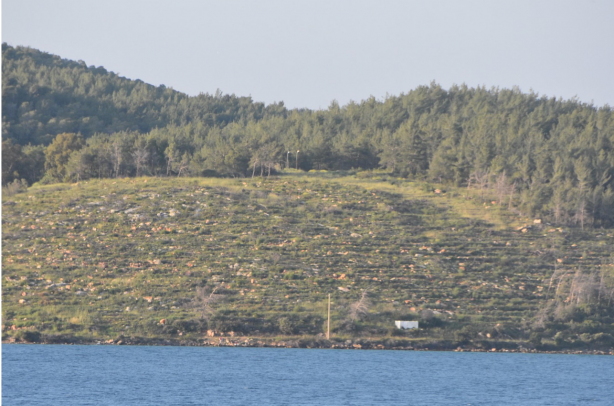 Foto - Bodrum'un yanan orman alanları, 21 ay sonra yeşerdi