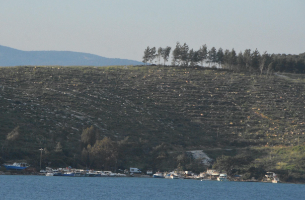 Foto - Bodrum'un yanan orman alanları, 21 ay sonra yeşerdi
