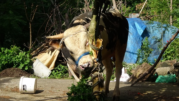 Foto - Boğa sahibini kan revan içinde bıraktı