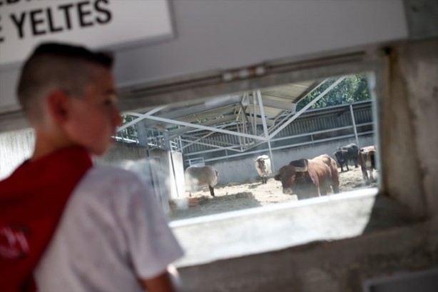 Foto - Boğanın intikamı çok acı oldu!