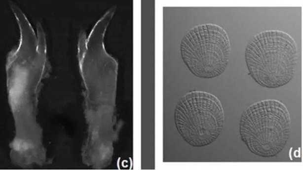 Foto - Boğazlardan 'Hayatta geçemez' deniliyordu, Samsun’da tespit edildi! İmkansız keşif
