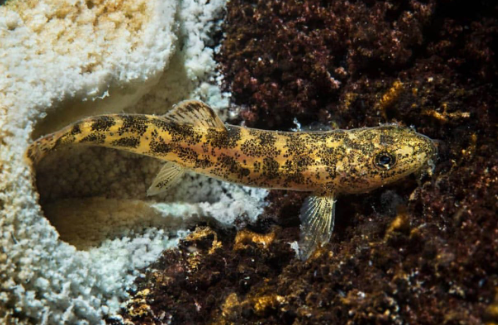 Foto - Boğazlardan 'Hayatta geçemez' deniliyordu, Samsun’da tespit edildi! İmkansız keşif
