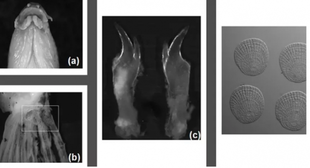 Foto - Boğazlardan 'Hayatta geçemez' deniliyordu, Samsun’da tespit edildi! İmkansız keşif