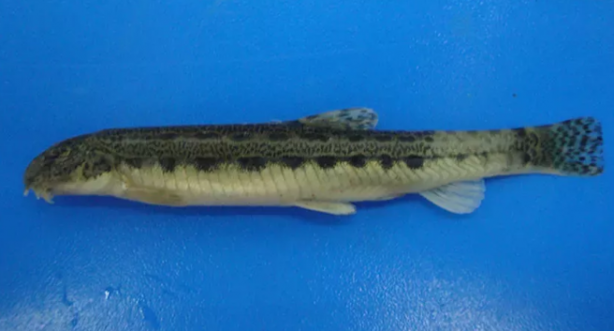 Foto - Boğazlardan 'Hayatta geçemez' deniliyordu, Samsun’da tespit edildi! İmkansız keşif